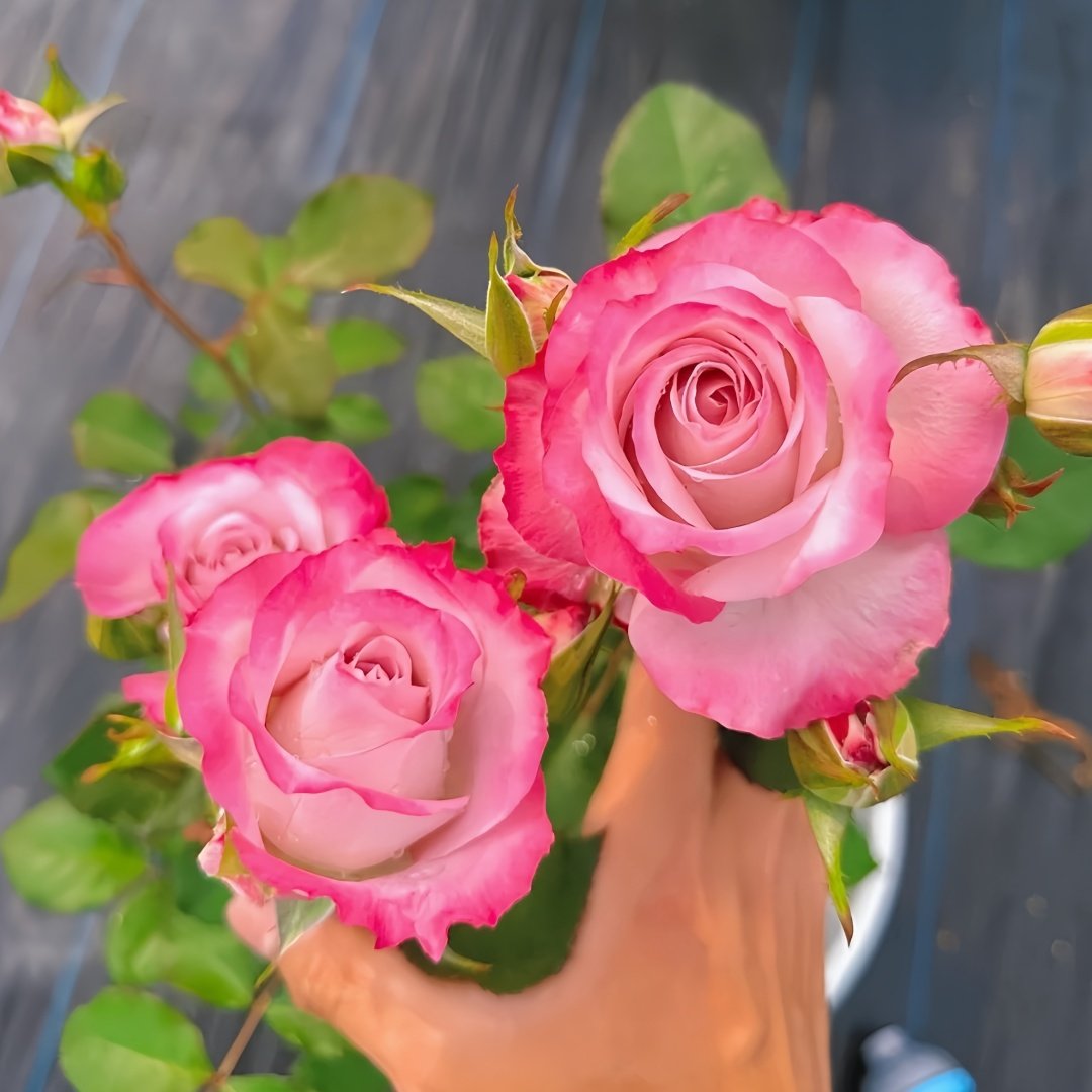 Glamorous Rose Plant ｜气场玫瑰 image 7