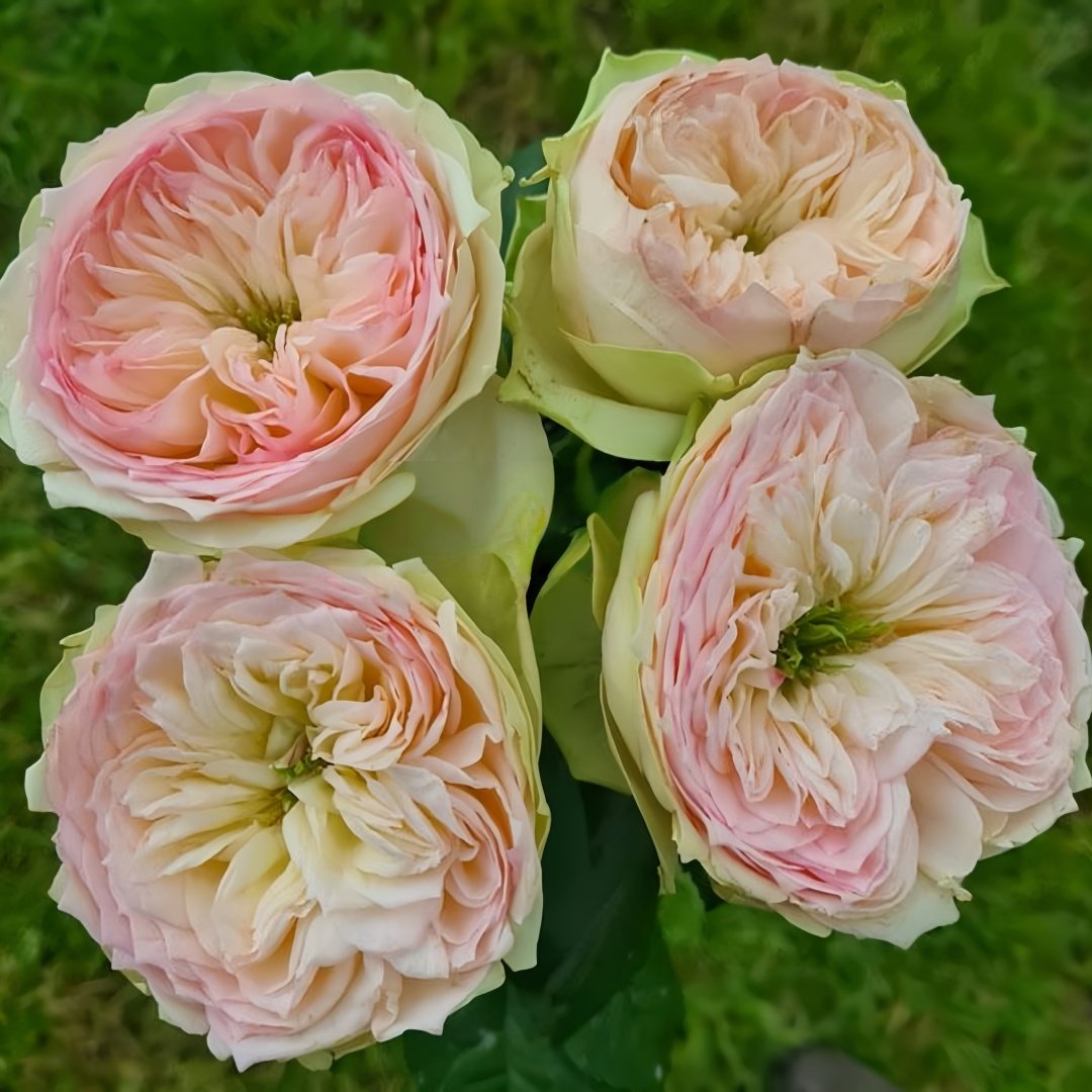 Pinky Pie Rose Plant｜粉红派 image 6