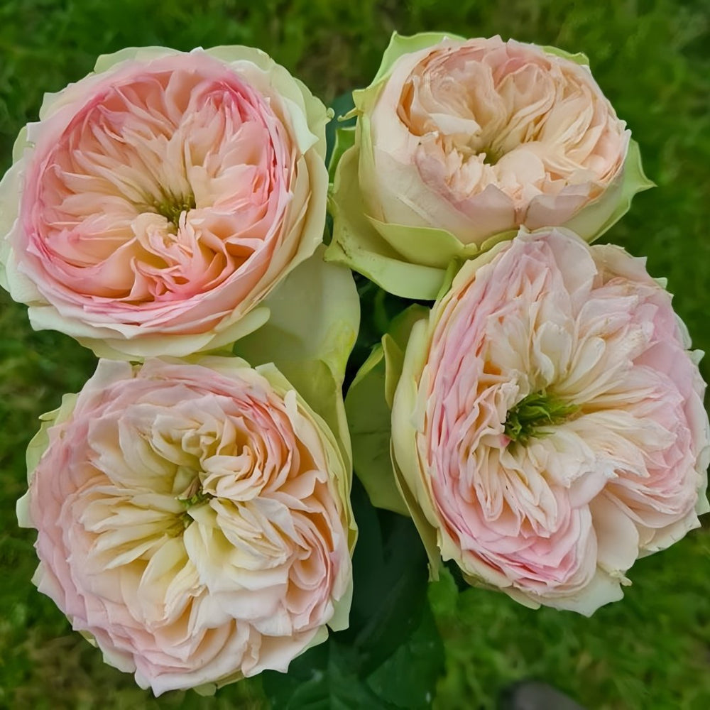 Pinky Pie Rose Plant｜粉红派 image 6