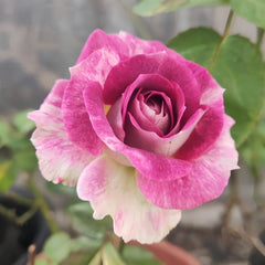 Dory Rose Plant|多莉 image 1