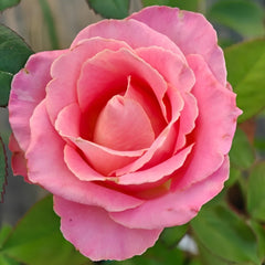 Hemosa Rose Plant|赫莫萨 image 2