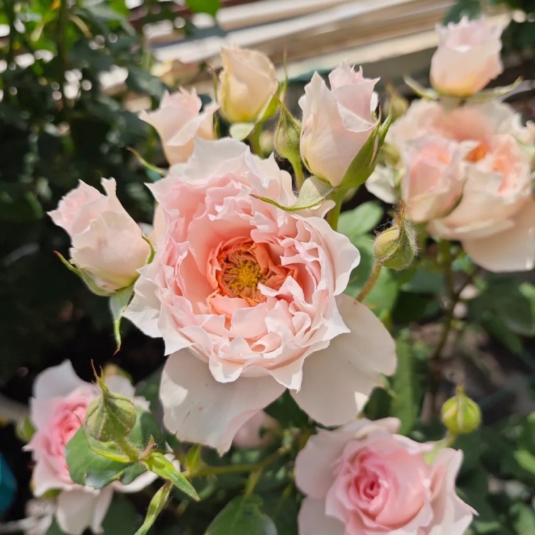 Monique Darve Rose Plant | 莫妮卡戴维 image 4