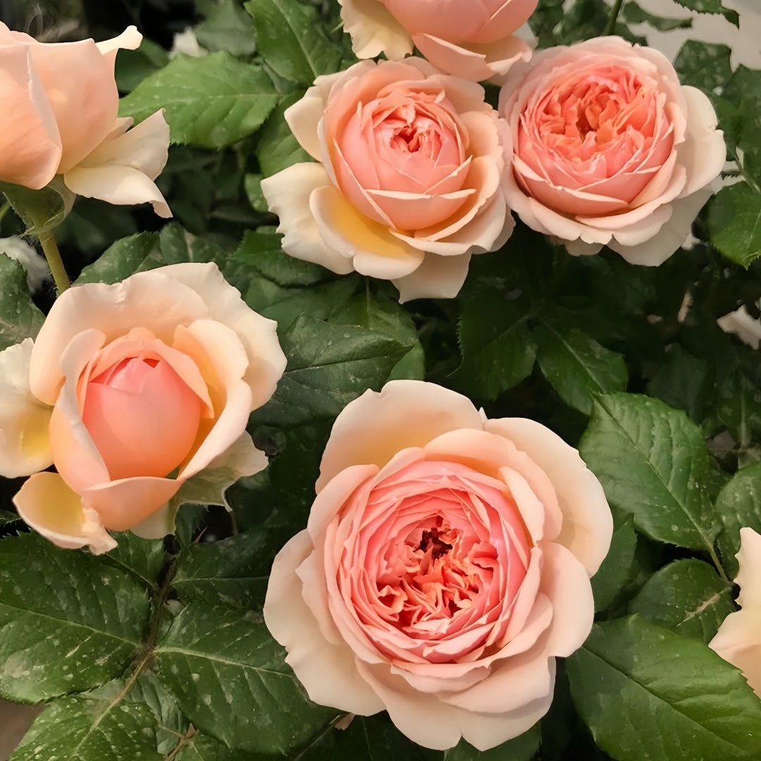 Masora Rose Plant| 真宙 image 4