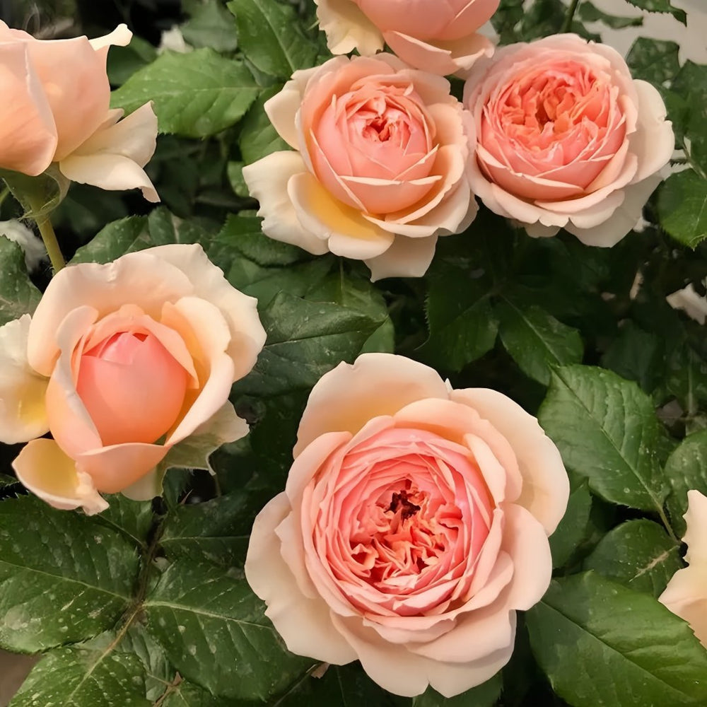 Masora Rose Plant| 真宙 image 4