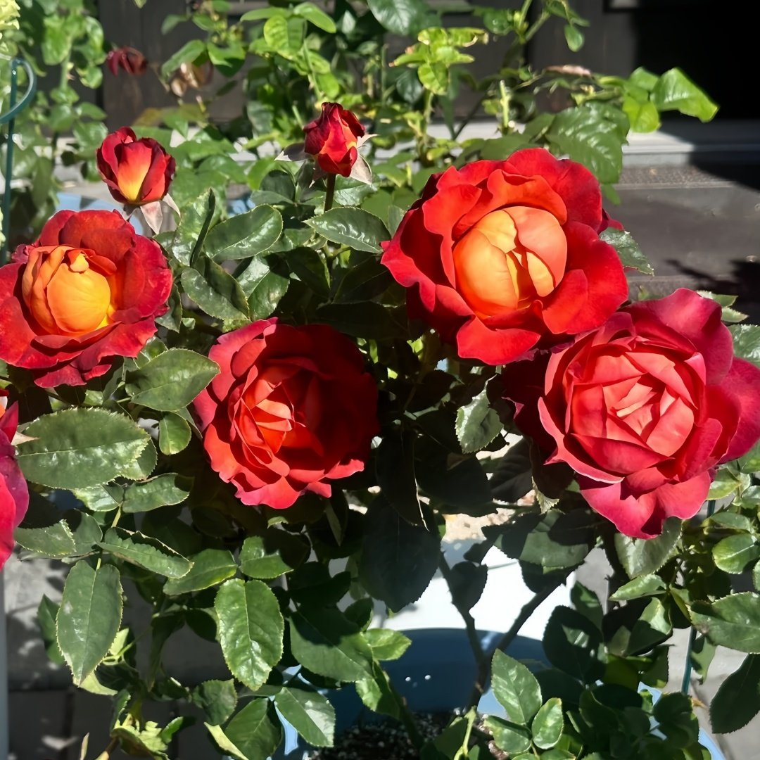 Coffee Break Rose Plant|休憩/咖啡时间 image 8