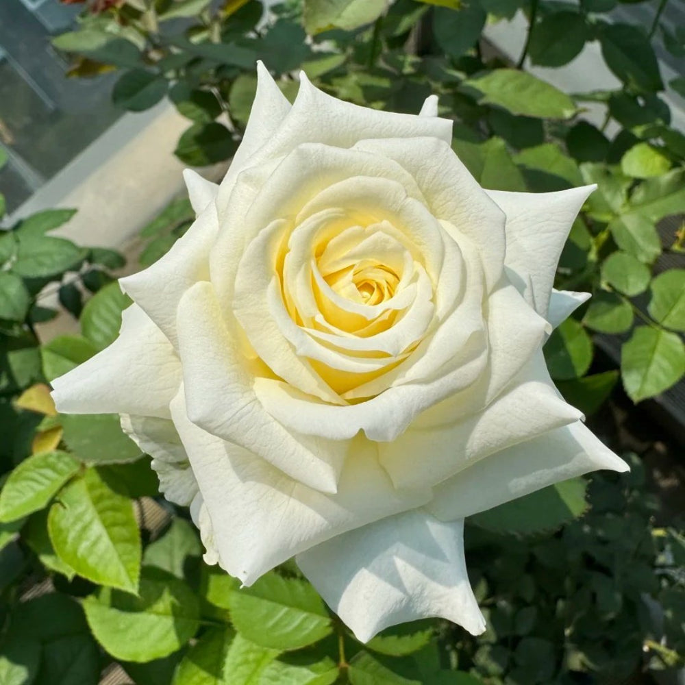 Pope John Paul II Rose Plant|保罗二世 image 5