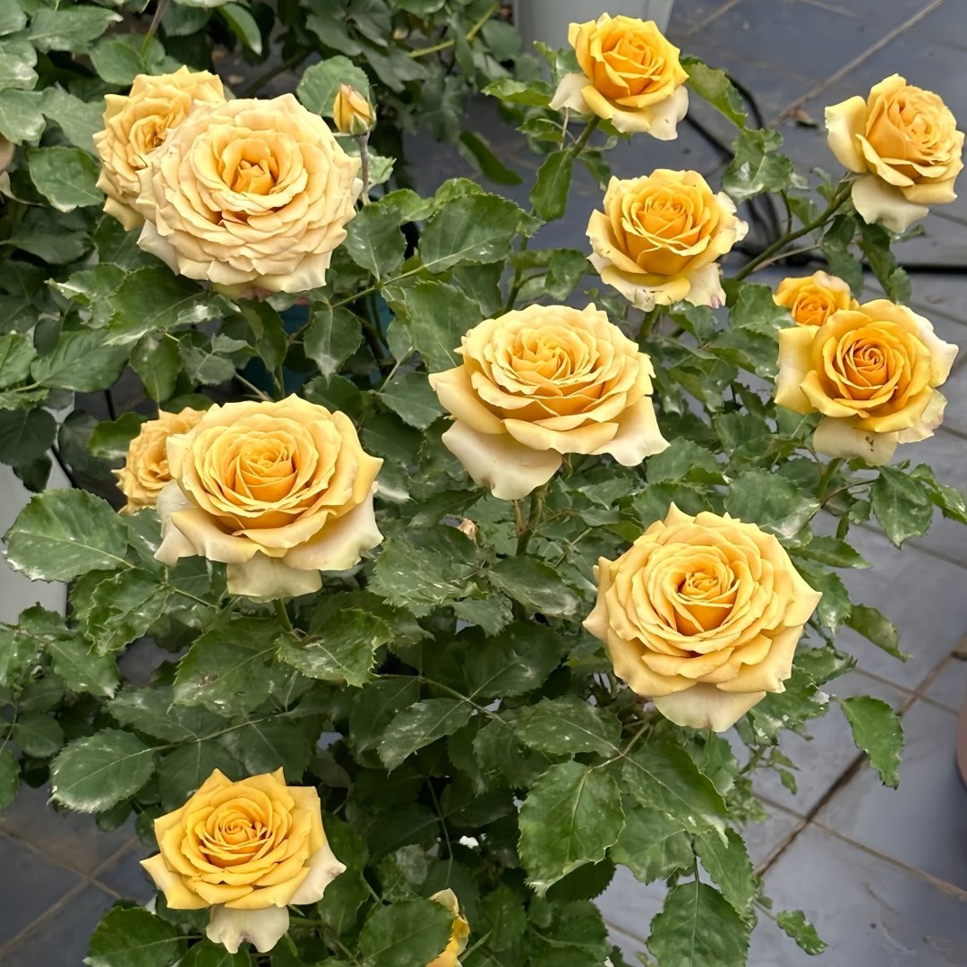 Golden Mustard Rose Plant|黄金芥末 image 9