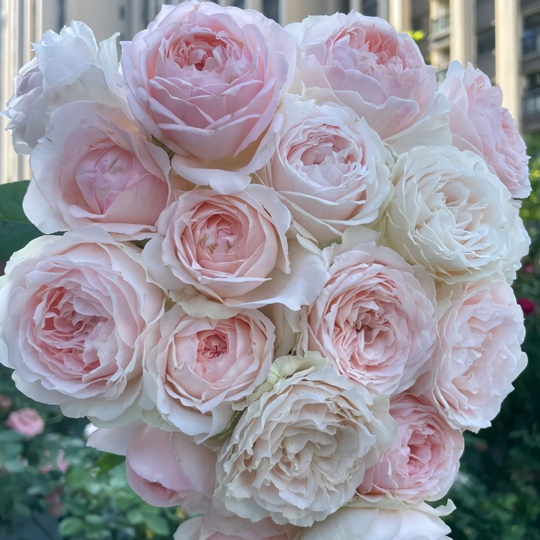 M-nostalgic romance Rose Plant|怀旧浪漫 image 9