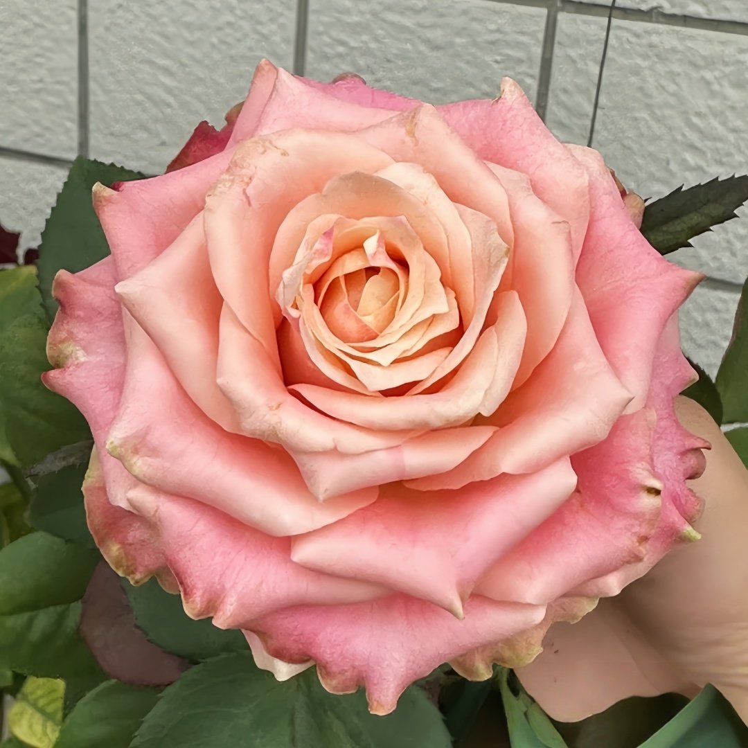 Escalante Rose Plant | 埃斯卡兰特 image 4