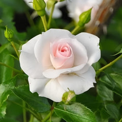 Aspirin Rose Plant|阿司匹林 image 0