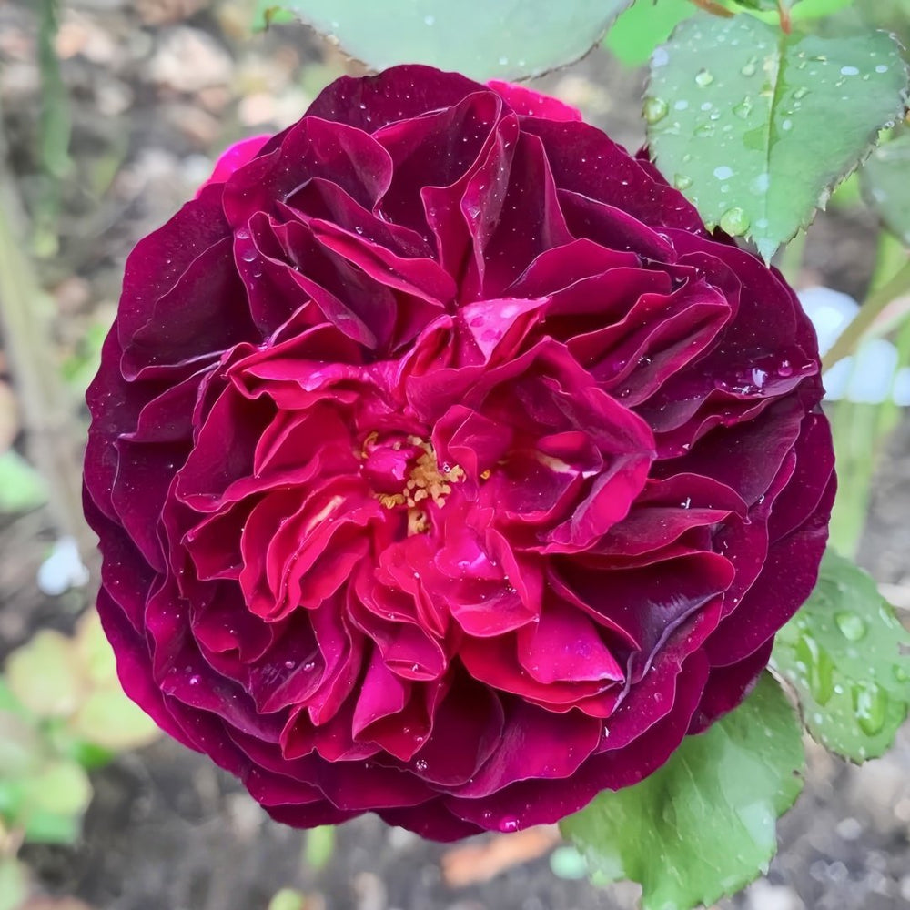 Munstead Wood Rose Plant｜曼斯特德伍德 image 1