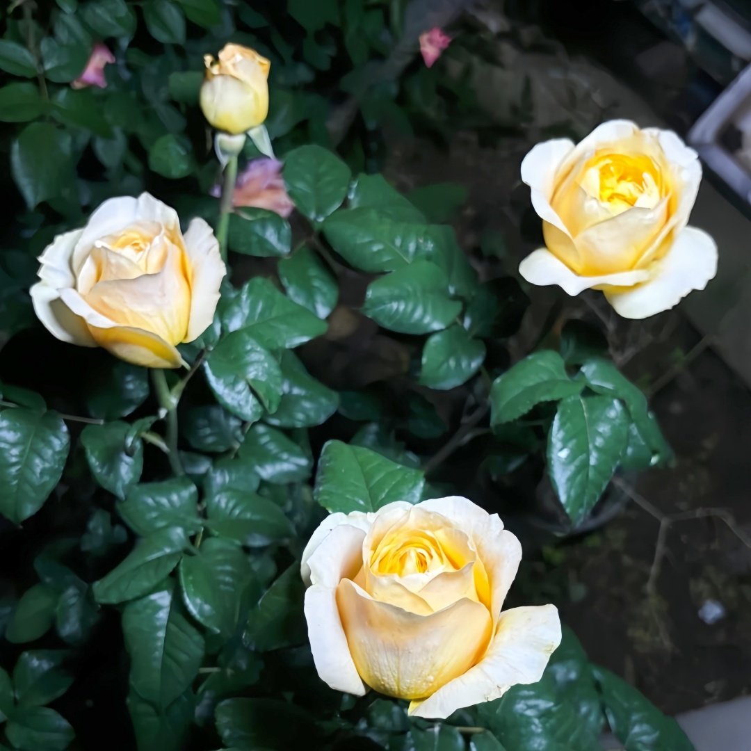 Bergamotte Rose Plant | 香柠檬 image 5