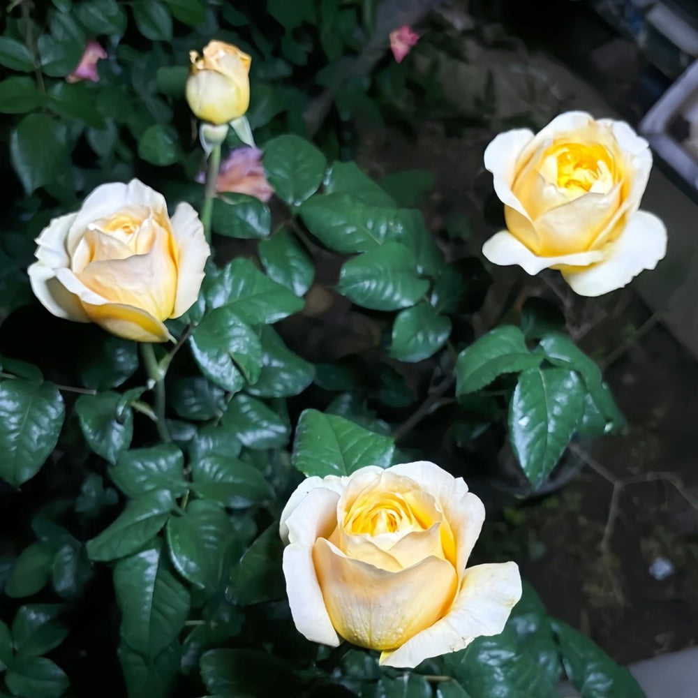 Bergamotte Rose Plant | 香柠檬 image 5