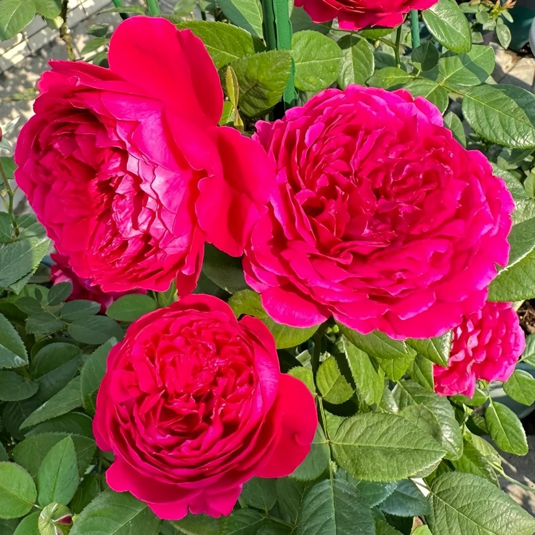 Deep impression Rose Plant|惊鸿 image 5