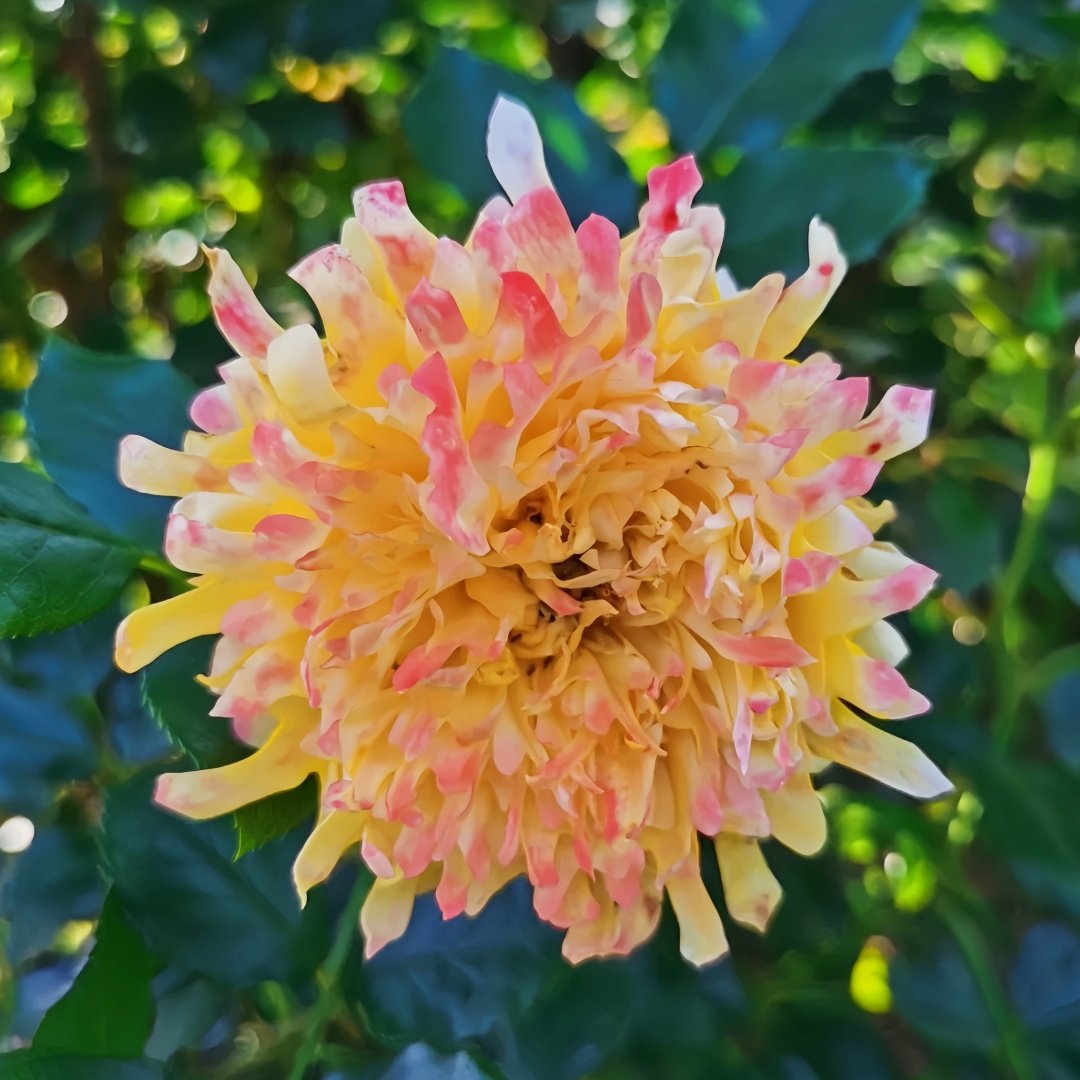 Fireworks Ruffles Rose Plant｜烟花波浪 image 0