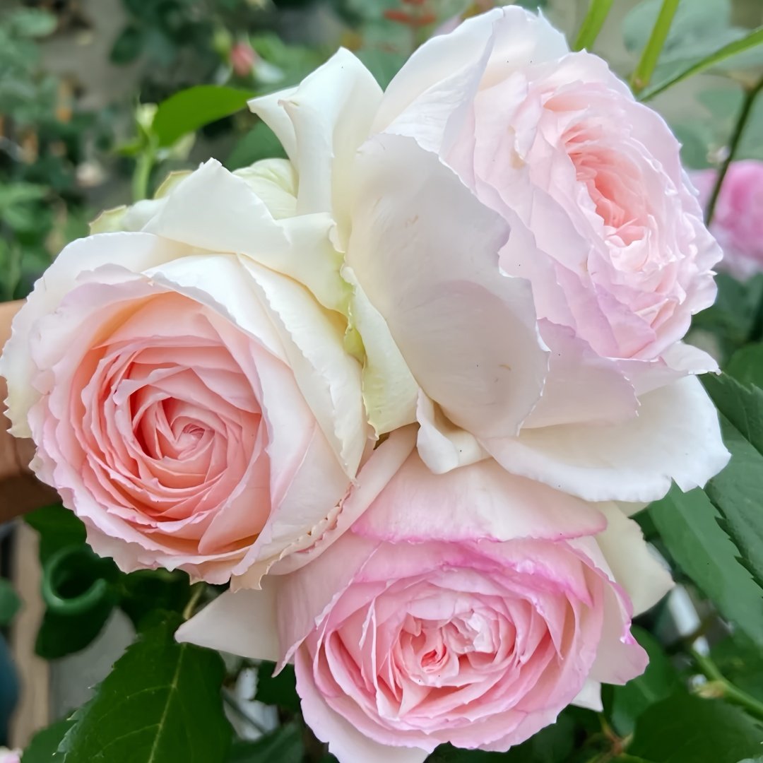 Light Makeup Rose Plant|薄化妆 image 3