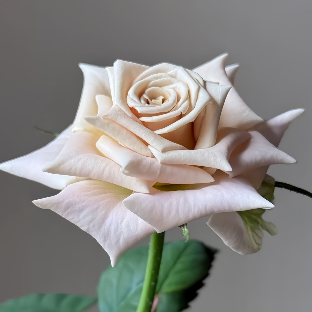 Menta Rose Plant | 曼塔 image 6