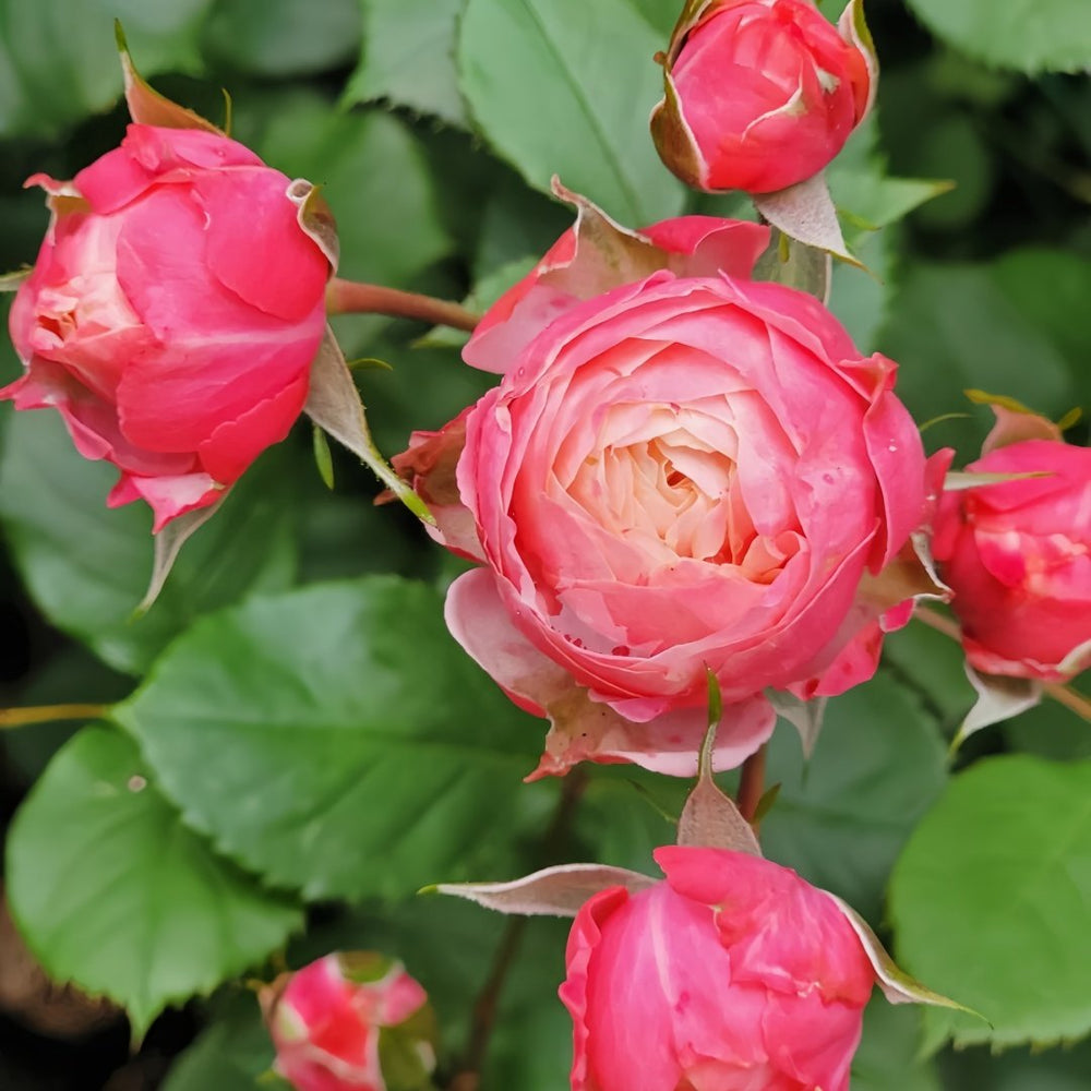 Bico Baby Romantica Rose Plant|浪漫比克 image 5