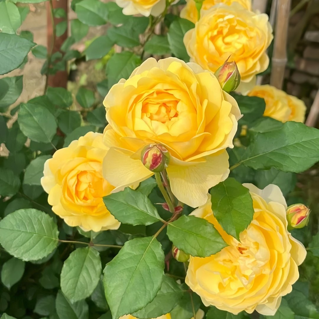 The Poet's Wife Rose Plant | 诗人的妻子 image 5