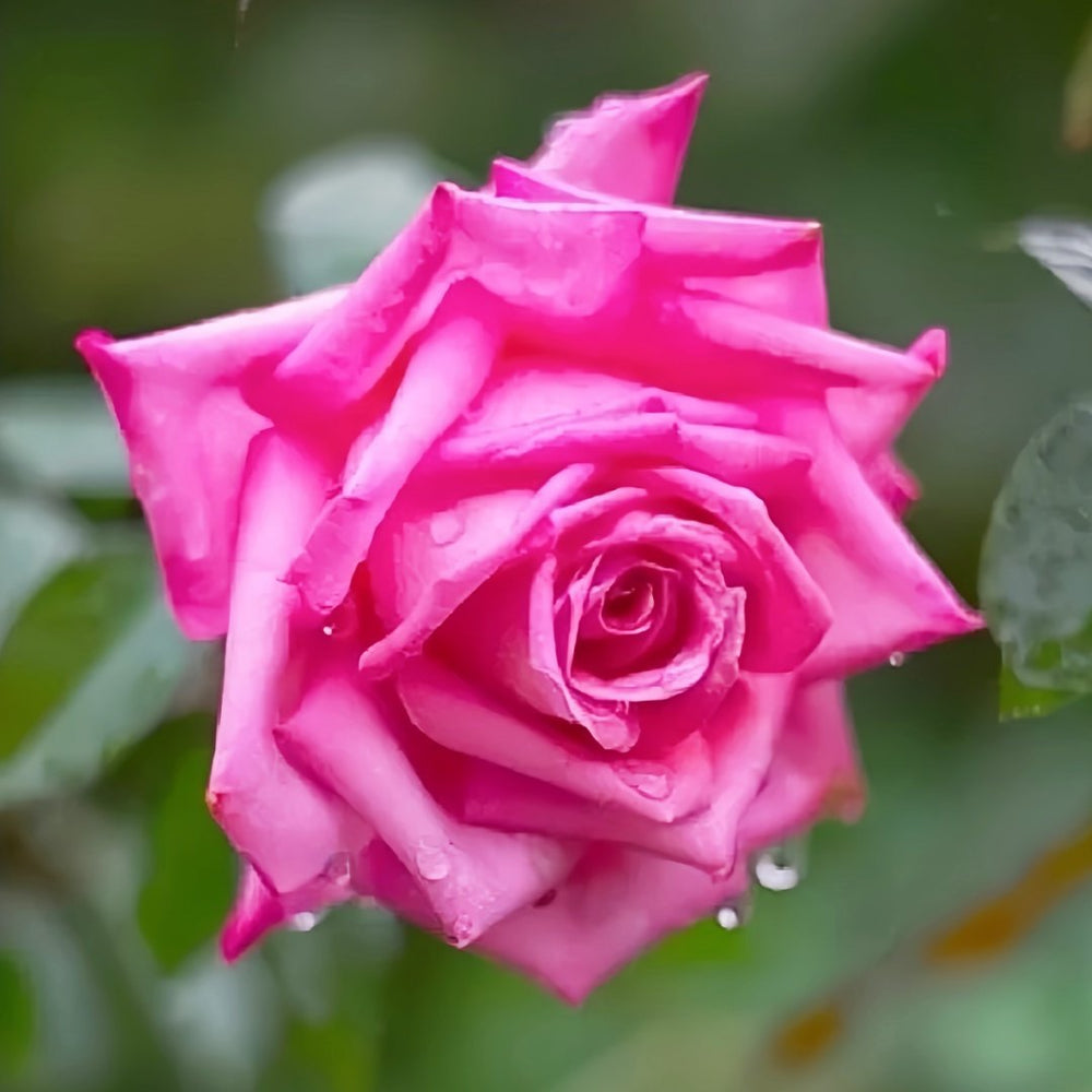 Wedding Bels Rose Plant|婚礼的钟声 image 4