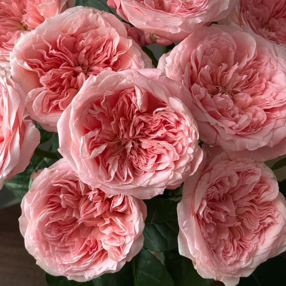 Mayfield Rose Plant|梅菲尔德 image 3