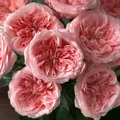 Mayfield Rose Plant|梅菲尔德 image 3