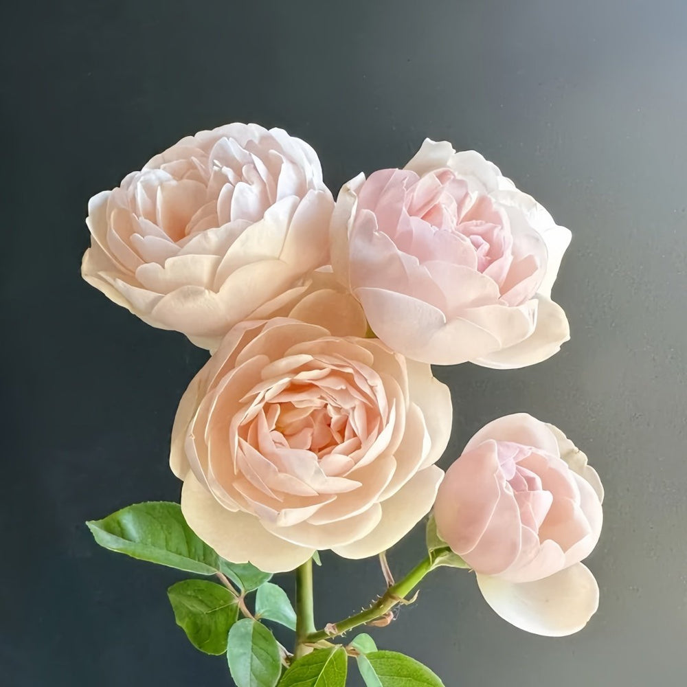 Vichy Rose Plant｜维希 image 2