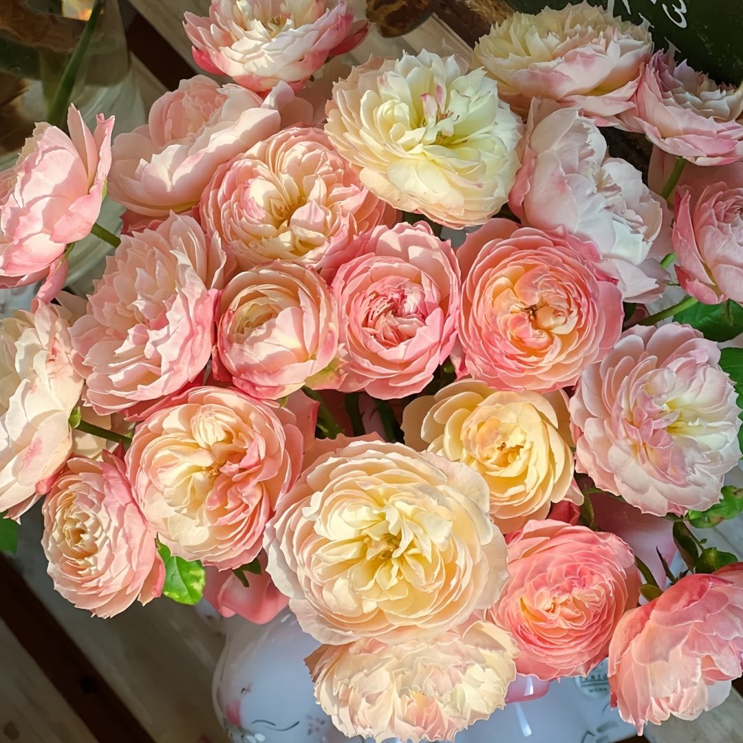 Youqing Rose Plant|有晴 image 7