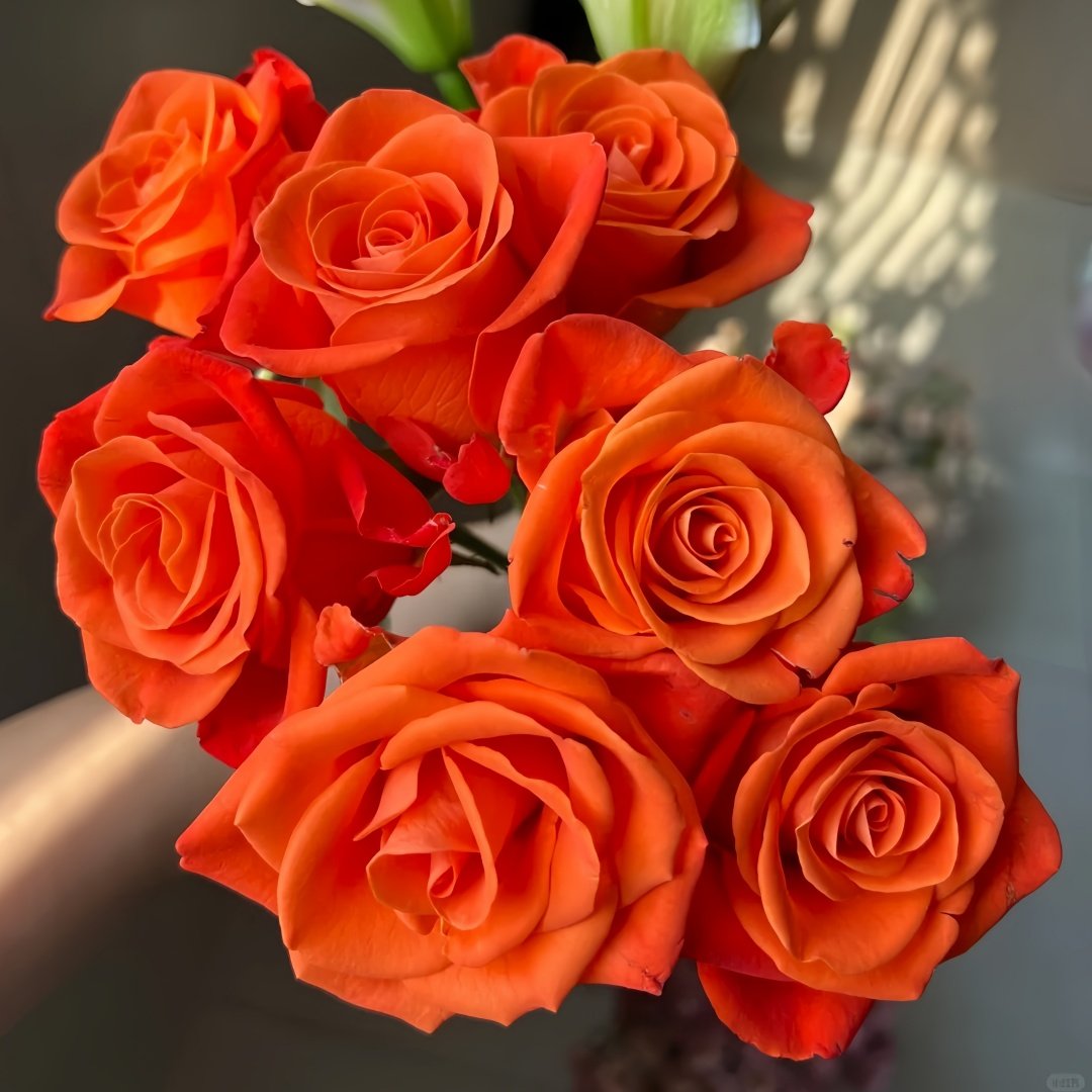 Orange Party Rose Plant|金色交响 image 6