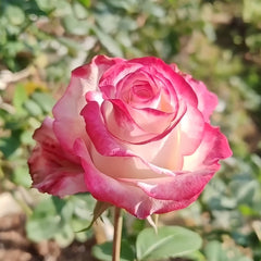 Sweet Berry Rose Plant｜二重奏 image 3