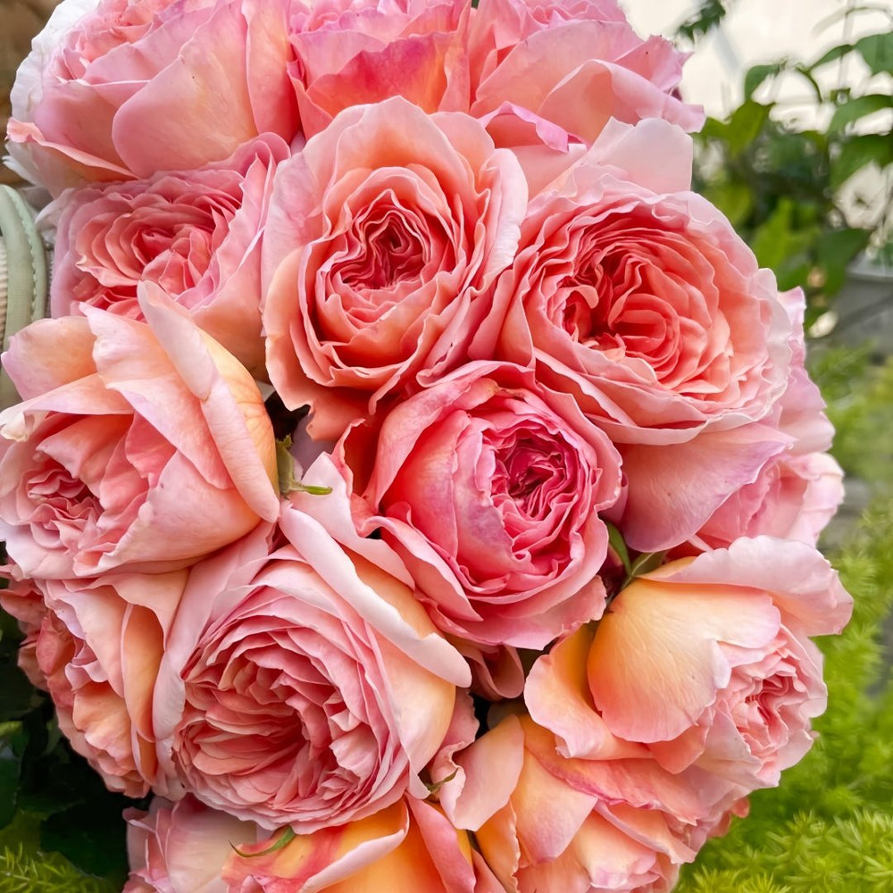 Abraham Darby Rose Plant | 亚伯拉罕·达比 image 9