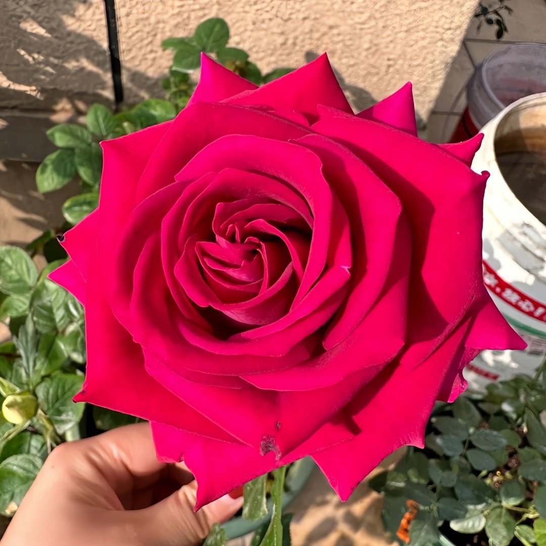 Belles Rives Rose Plant｜美人丽芙 image 4