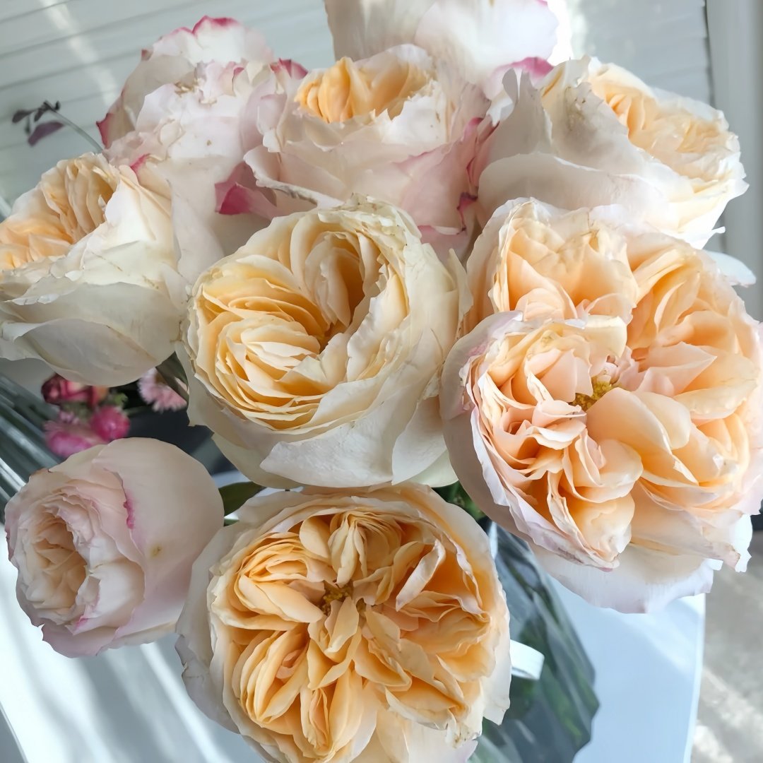 Victorian Peach Rose Plant|维多利亚蜜桃 image 6