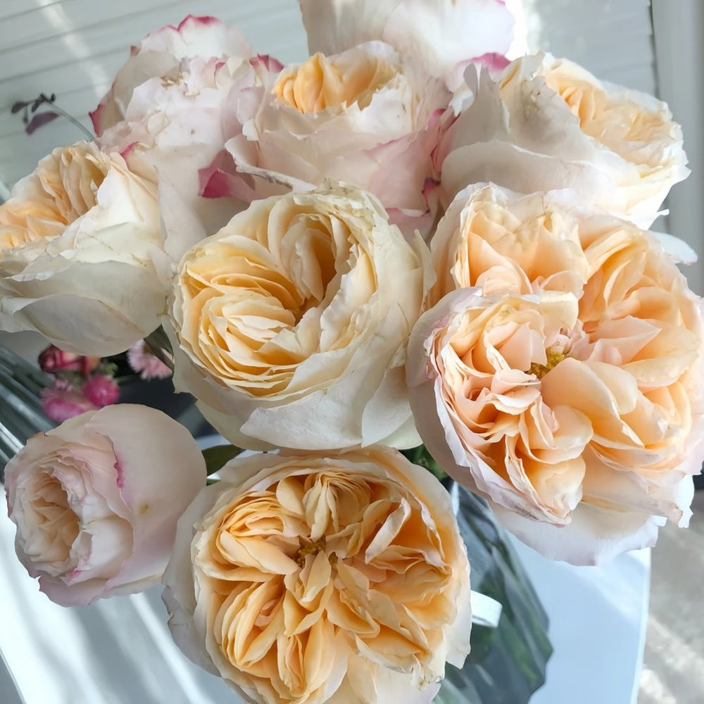 Victorian Peach Rose Plant|维多利亚蜜桃 image 6