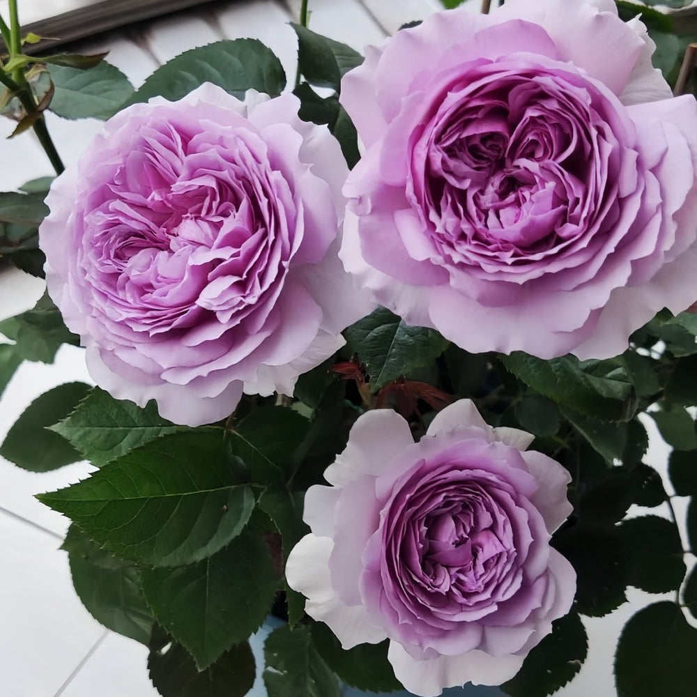 Lilas Rose Plant｜丽拉玫瑰 image 7