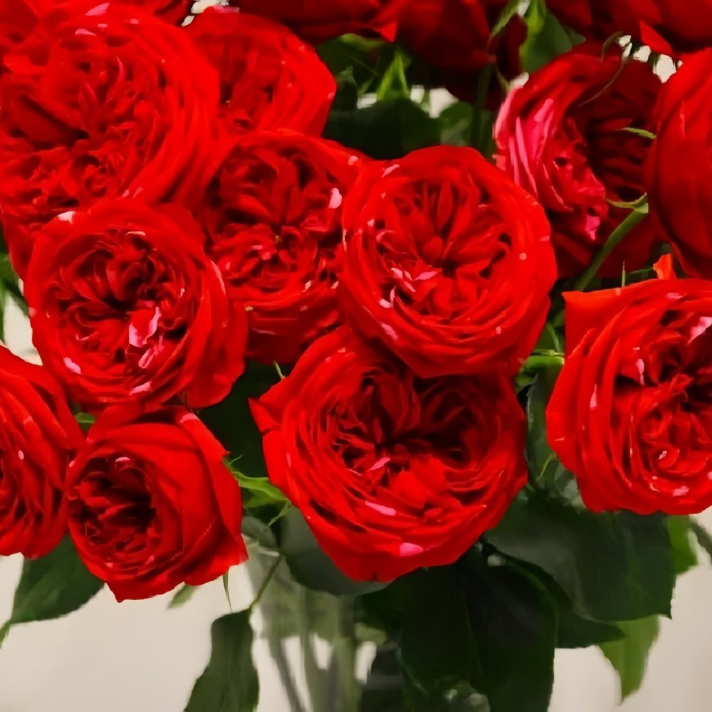 Mix Berry Rose Plant｜玫瑰浆果 image 6
