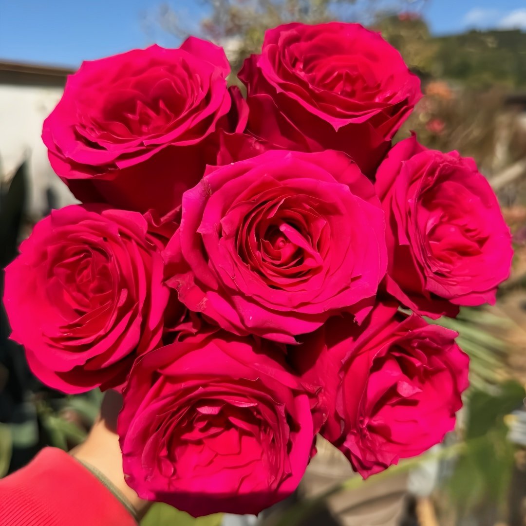 Good Vibes Rose Plant|好感觉/氛围感 image 0