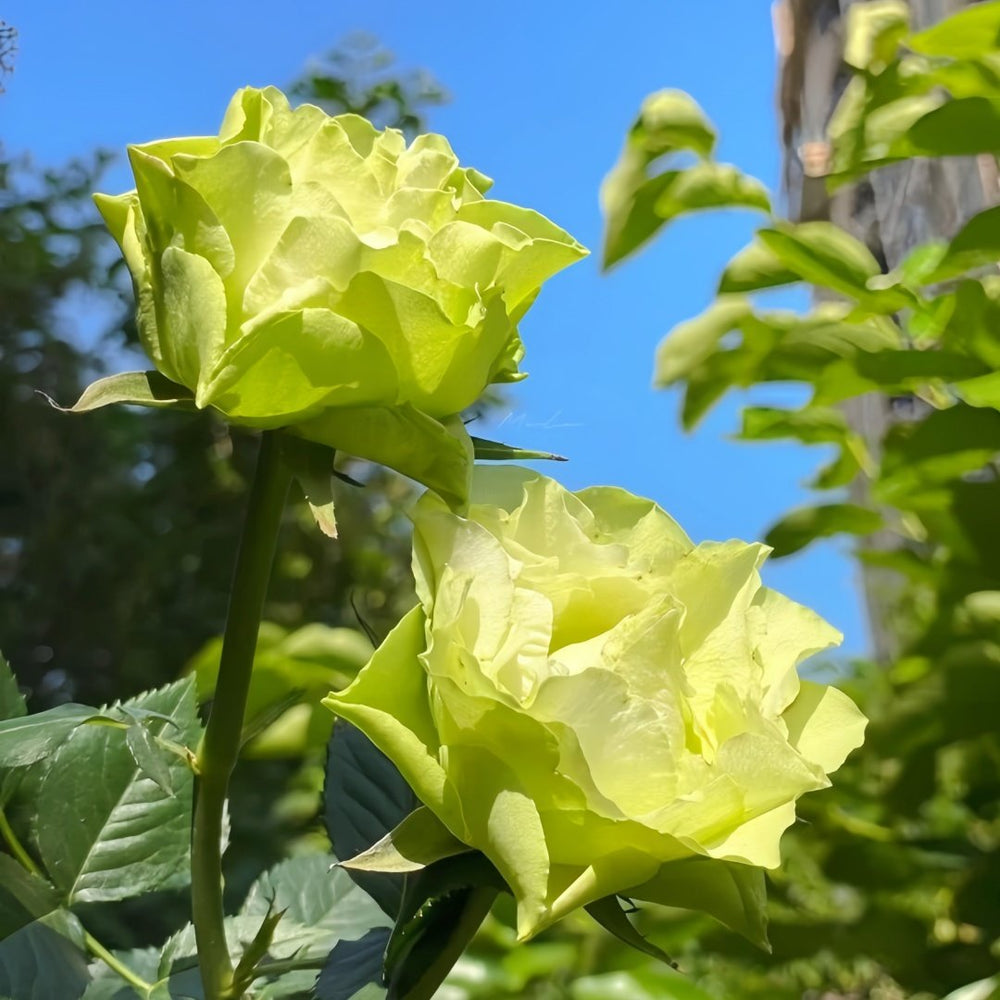 Green Planet Rose Plant|绿色行星 image 8