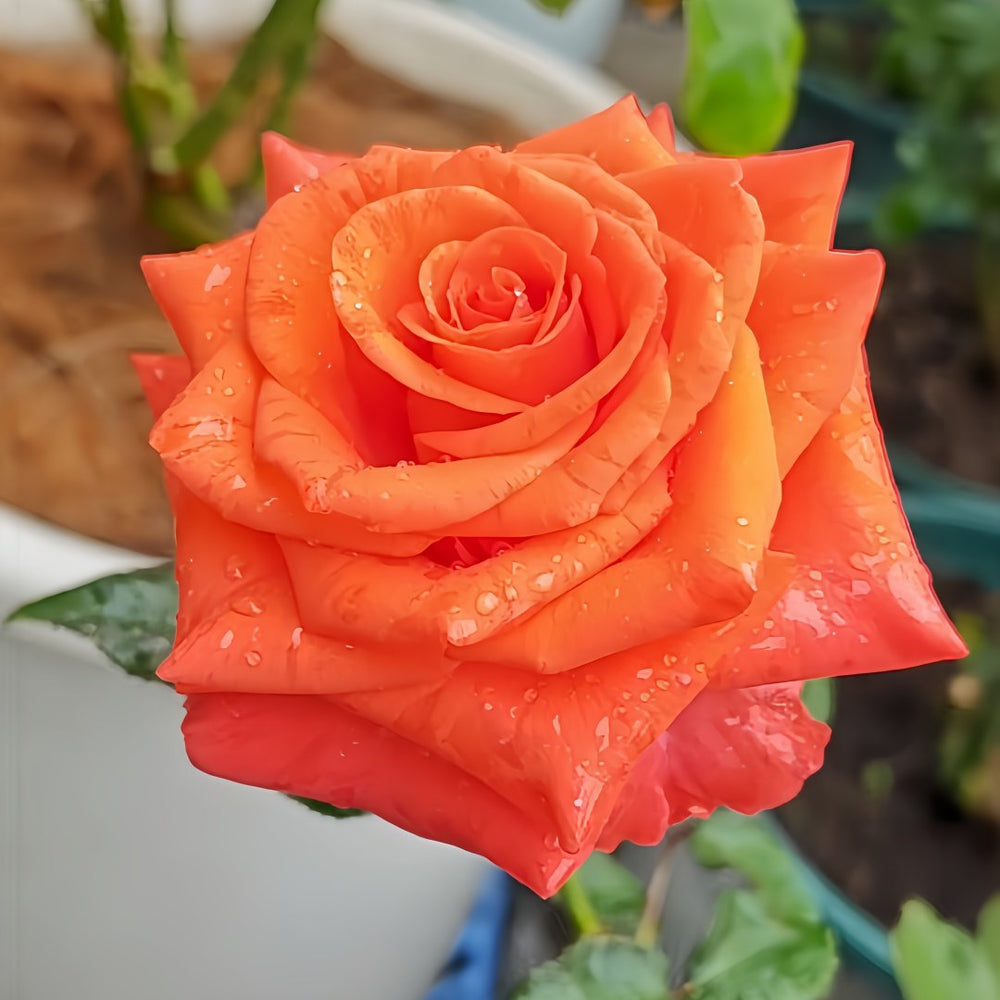 Dragon Tale Rose Plant|龙的故事 image 4