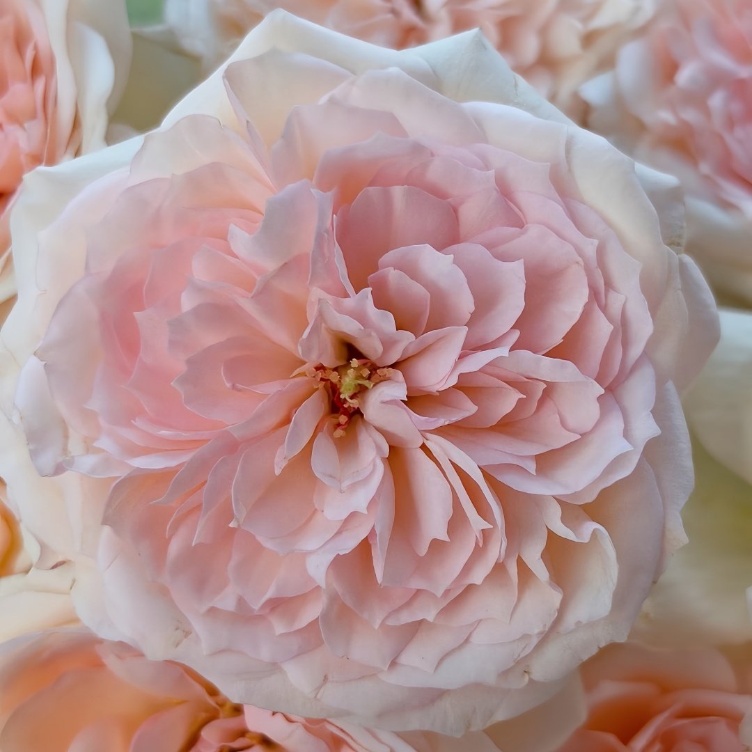 Princess Veil Rose Plant｜公主面纱 image 7