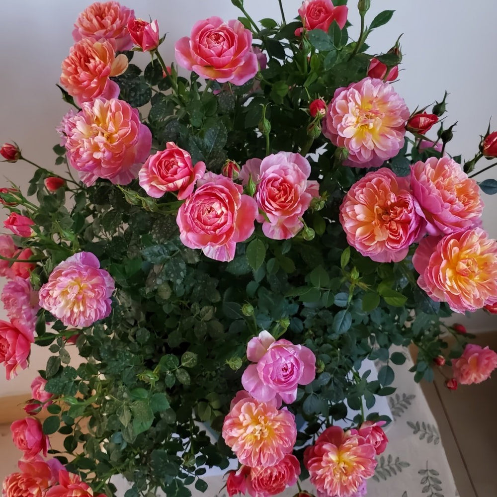 Cache Cache Rose Plant｜躲躲藏藏 image 7