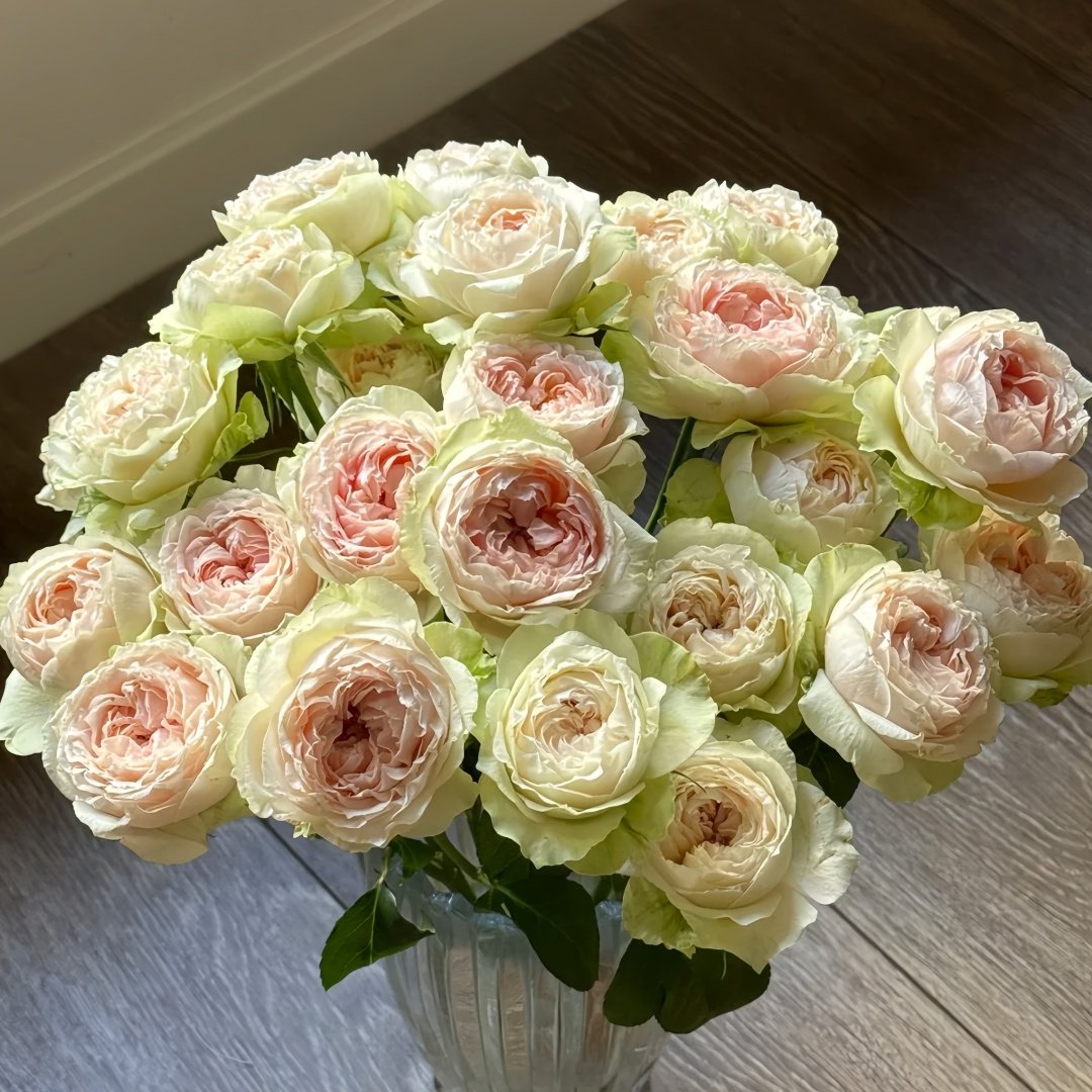 Victorian Bride Rose Plant|维多利亚新娘 image 9