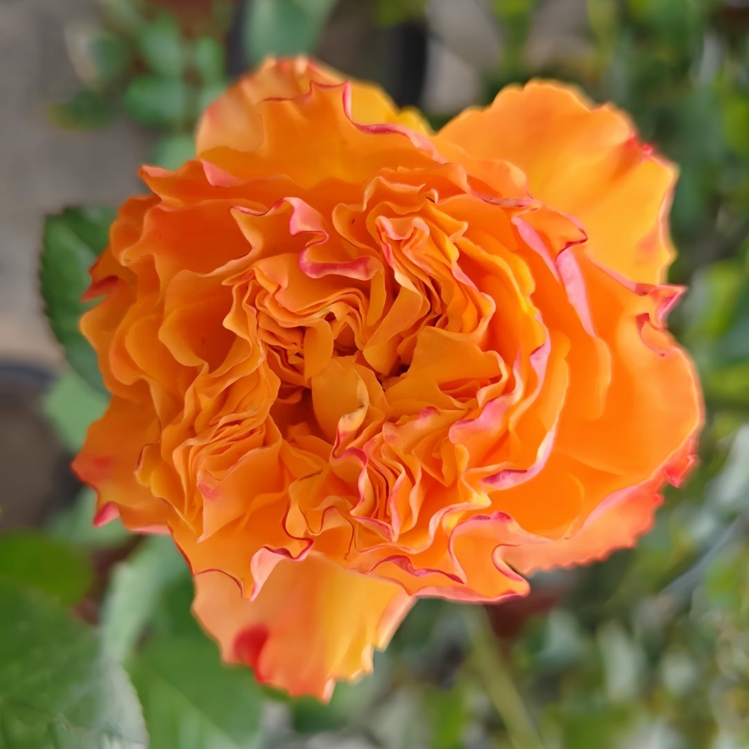 Mango Lieber Rose Plant|芒果酒吧/芒果丽娃 image 3
