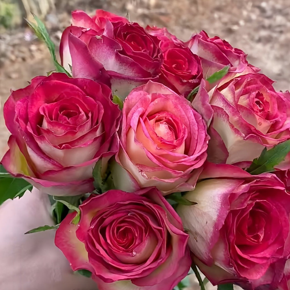 Norwegian Forest Rose Plant|挪威森林 image 6