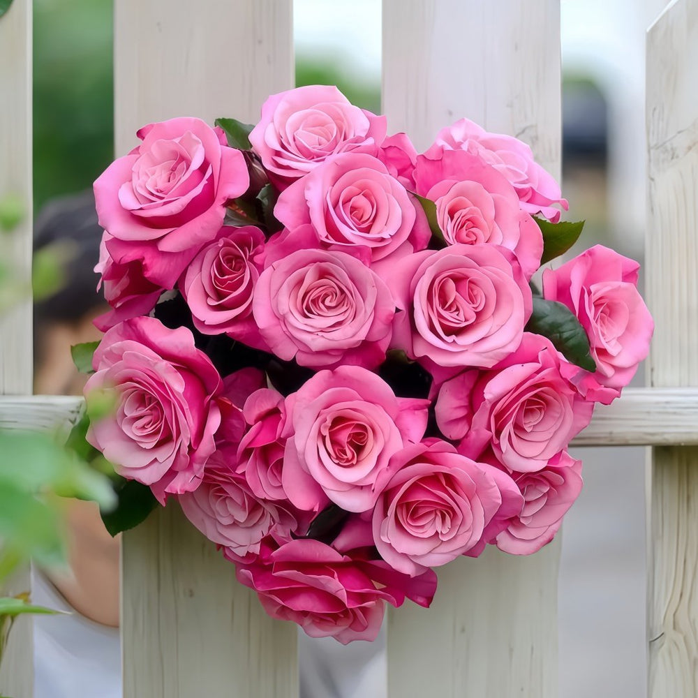 Wildberry Rose Plant|野莓子 image 7