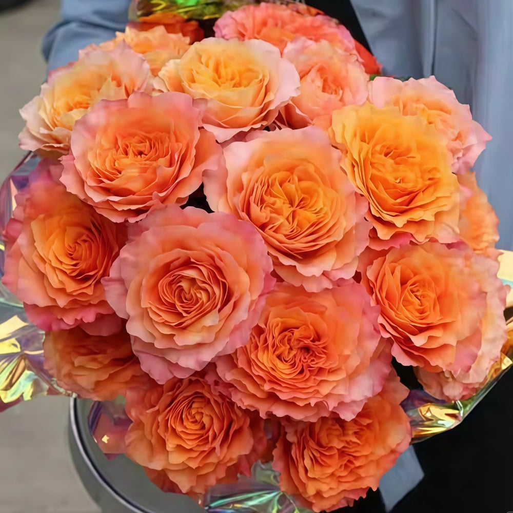 Free Spirit Rose Plant | 火灵鸟 image 1