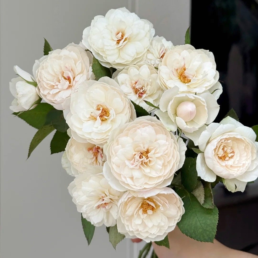 Lapin Rose Plant|小兔子 image 13