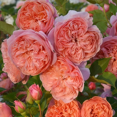 Silk Road Rose Plant|丝绸之路 image 3