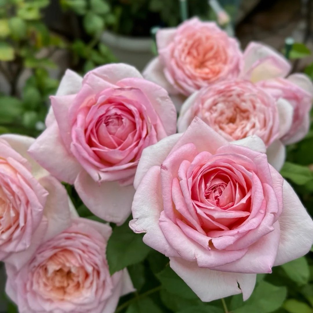 Fendai Rose Plant｜粉黛 image 1