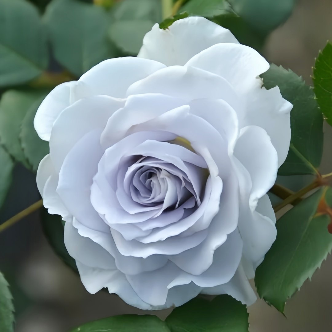 Blue gravity Rose Plant|蓝色引力 image 3